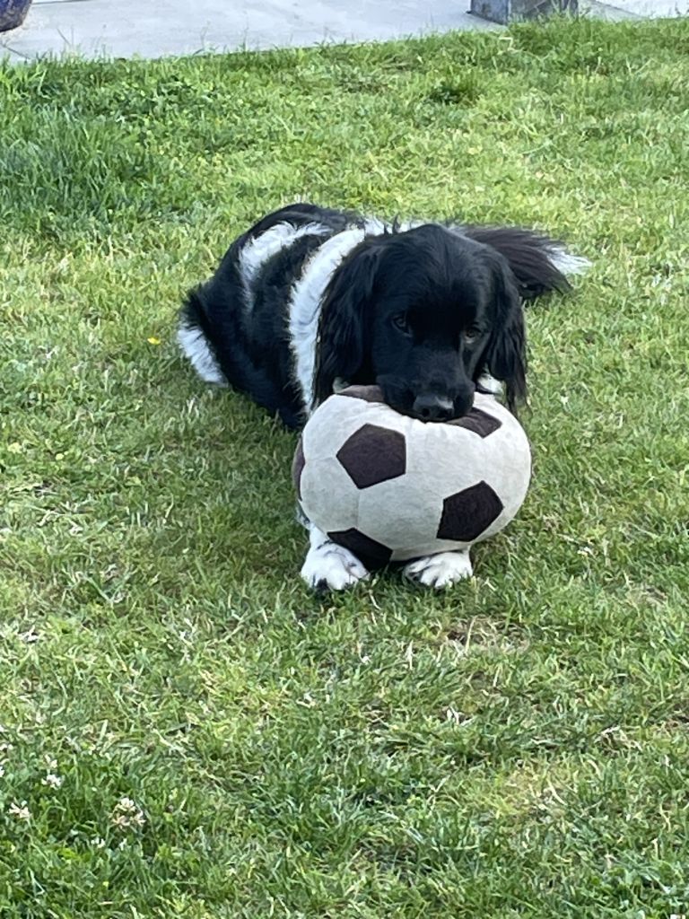 Bram