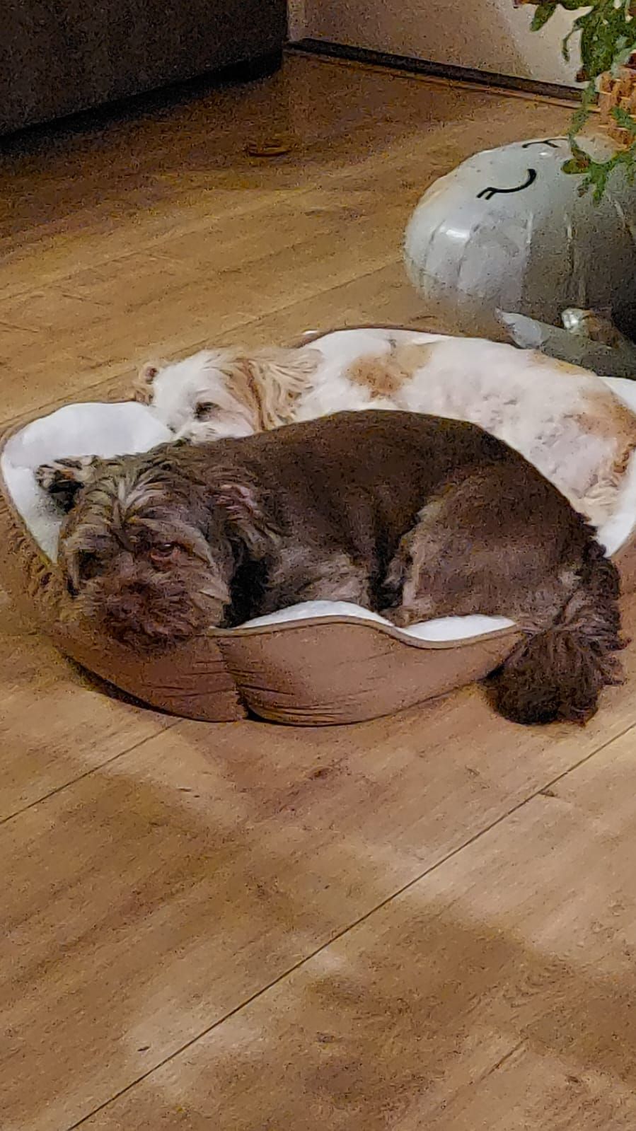 Mylo en Zoe