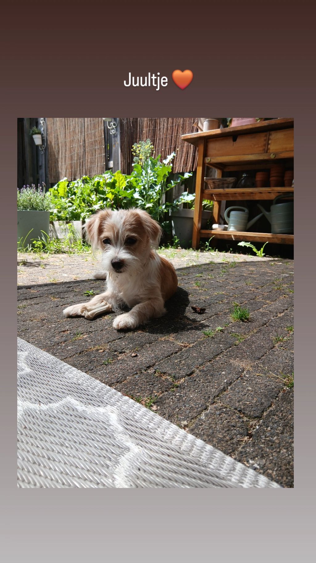 Juultje