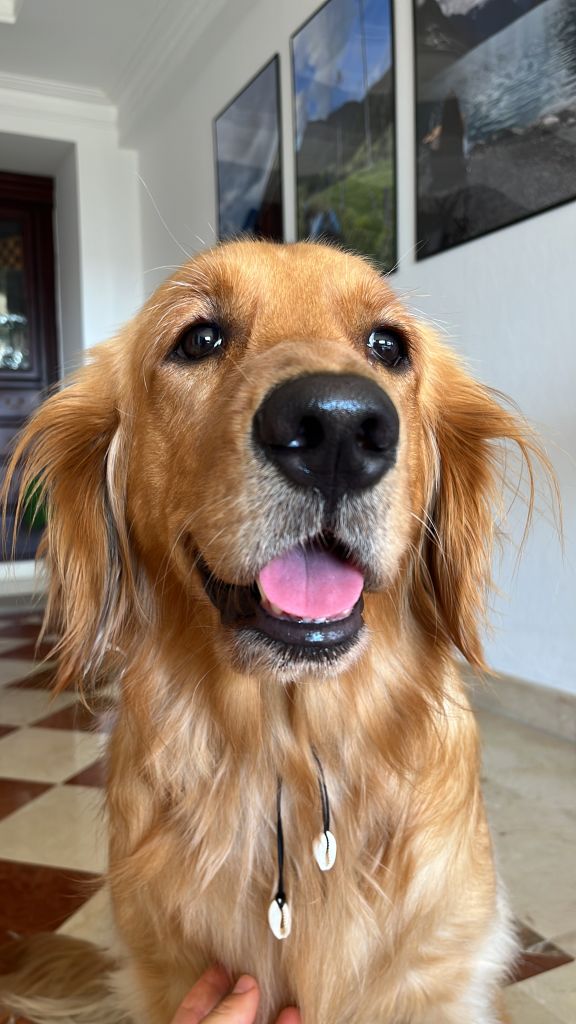 Pulga