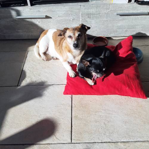 bobby en puk
