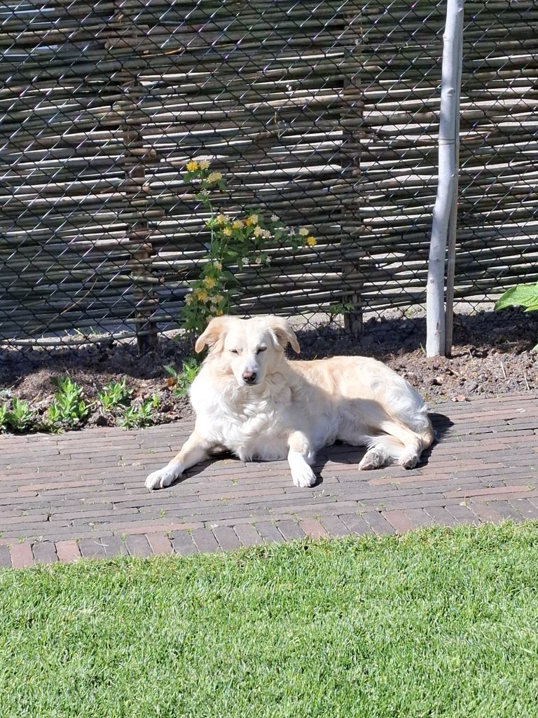 Saartje