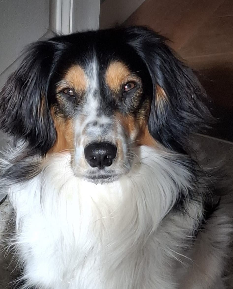 Sammie