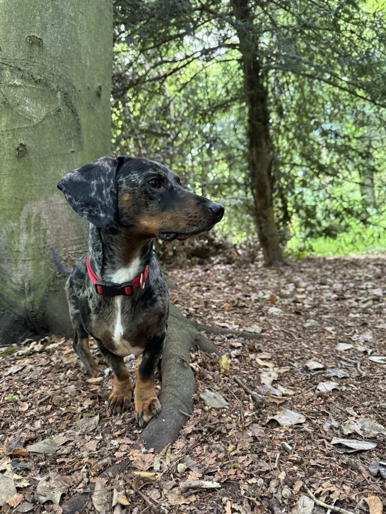 Charlie