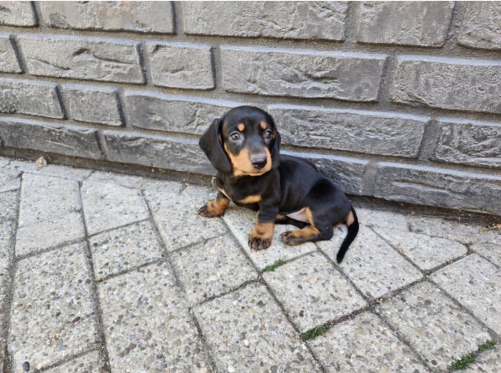 Nog een puppy