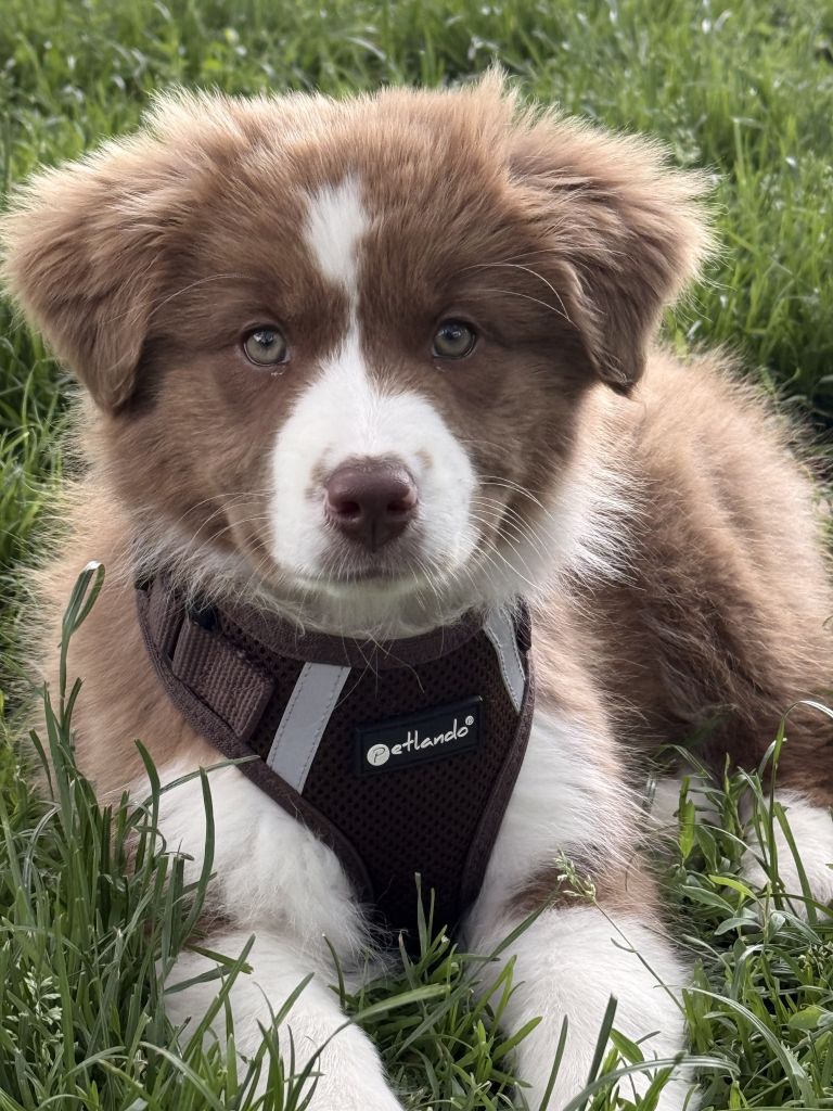 Charlie
