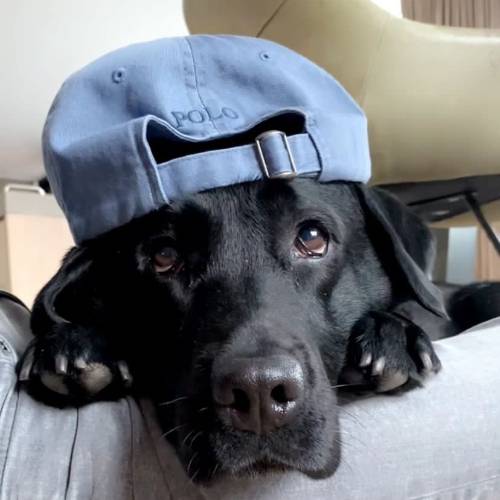 Cooper