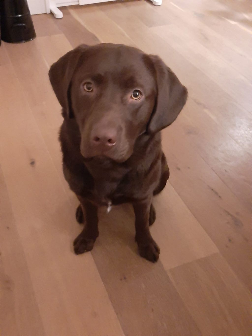 Luuk