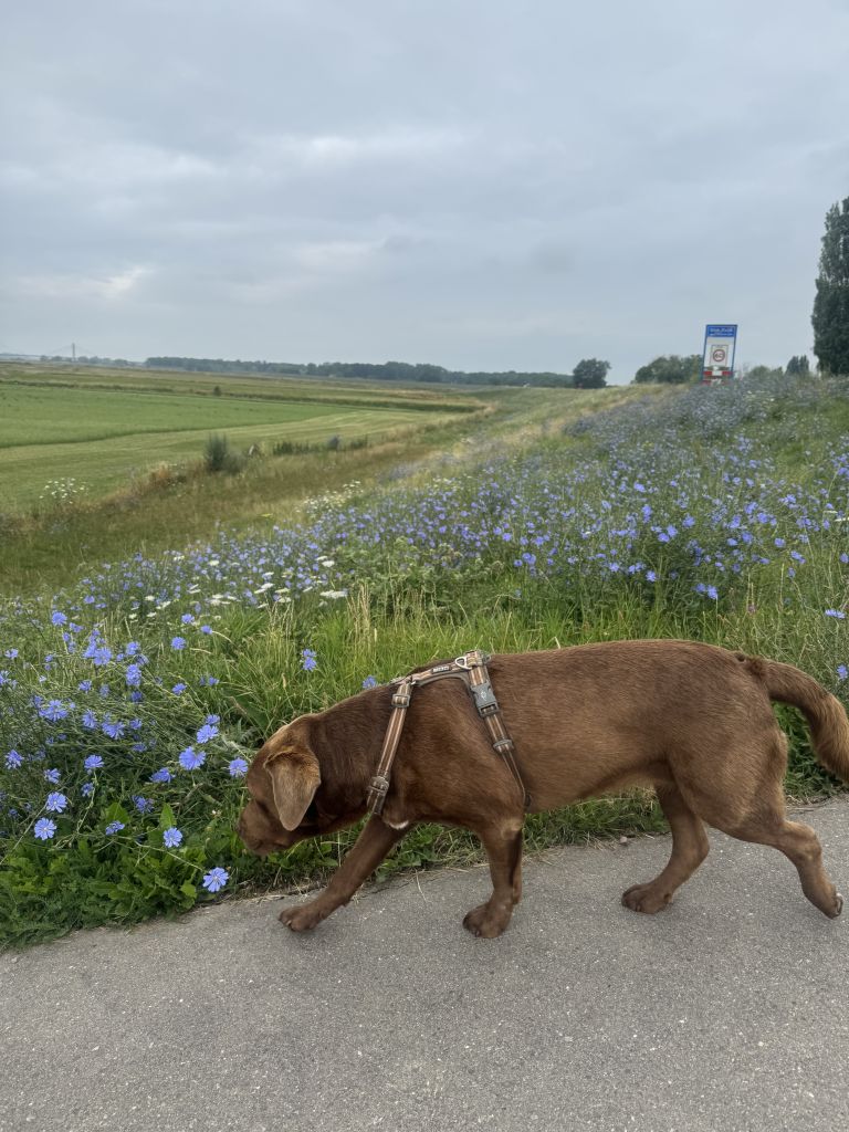 Guusje