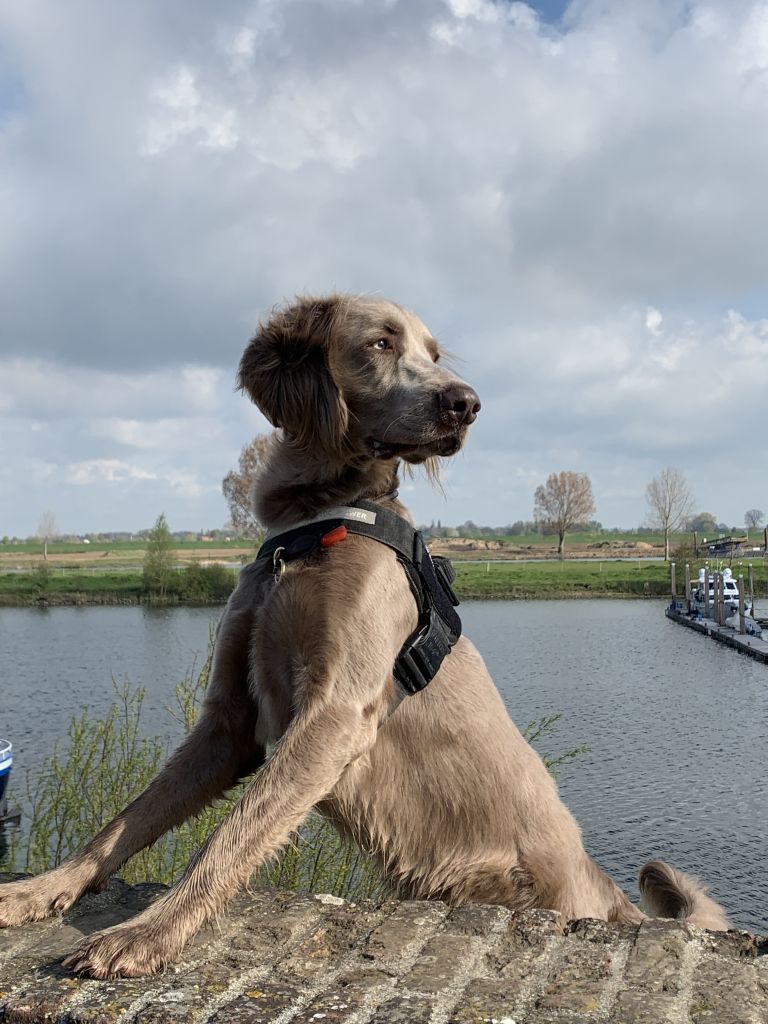 Annemiek