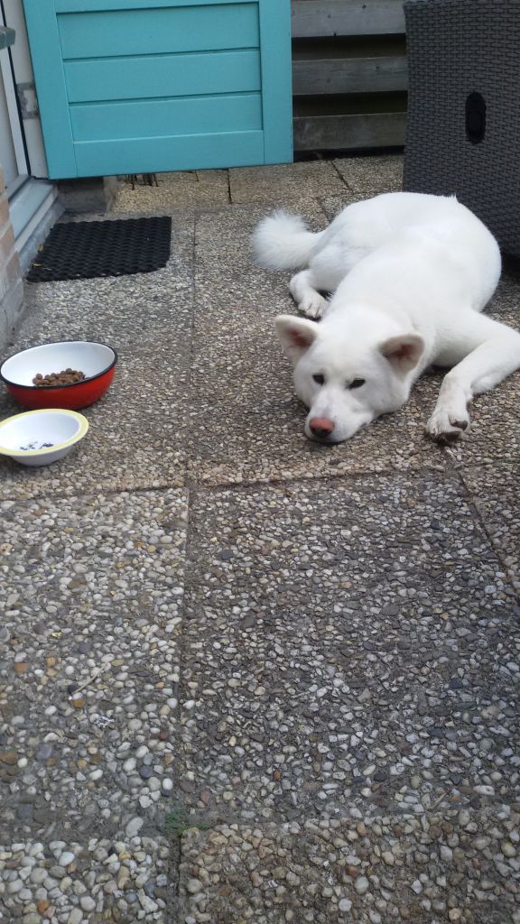 Akita