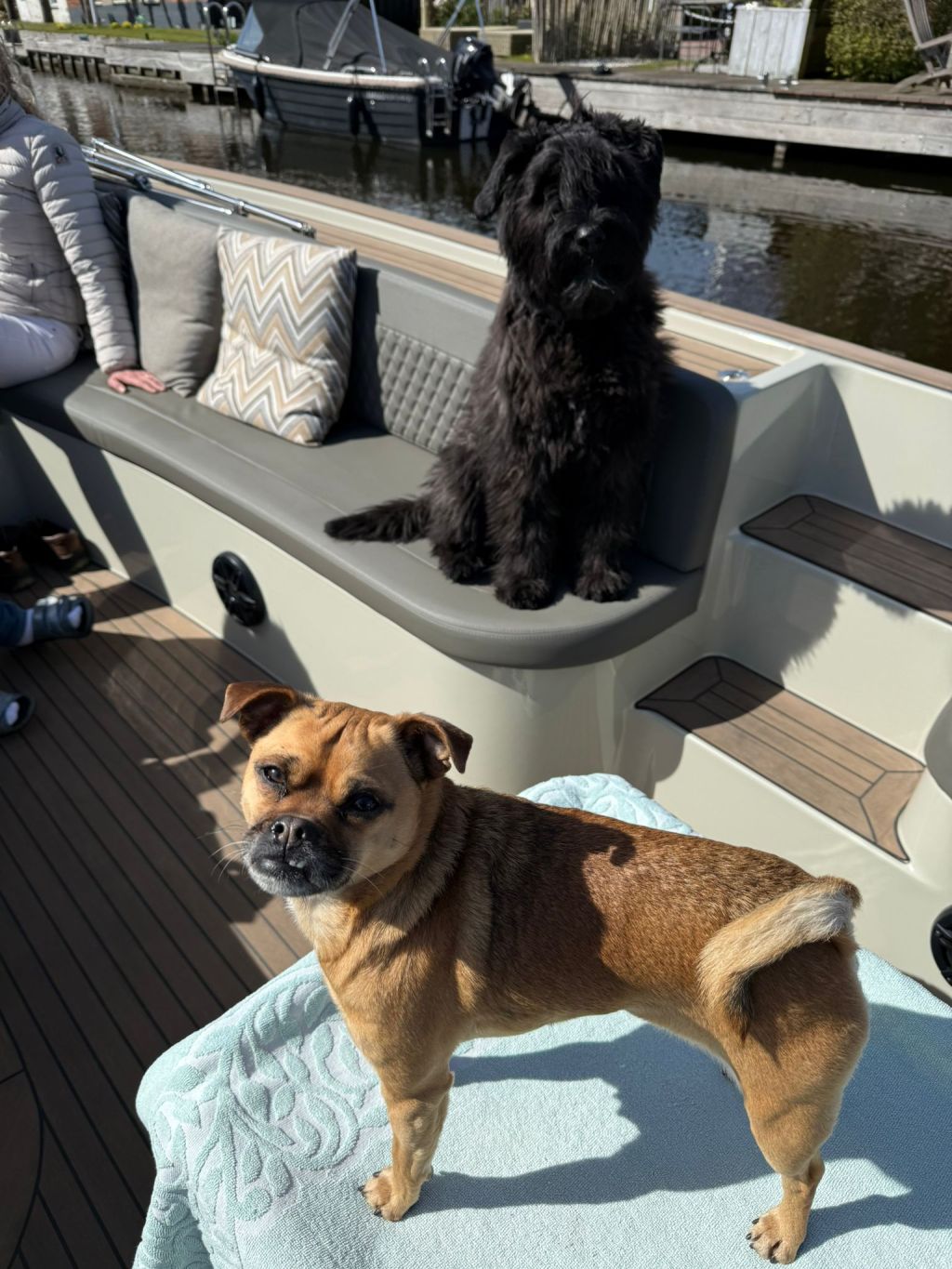 Chica (en kleine Toos)