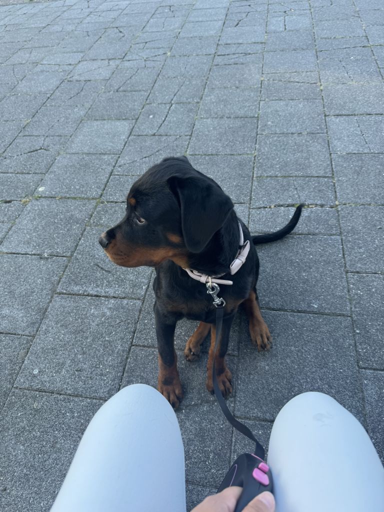 Leyla