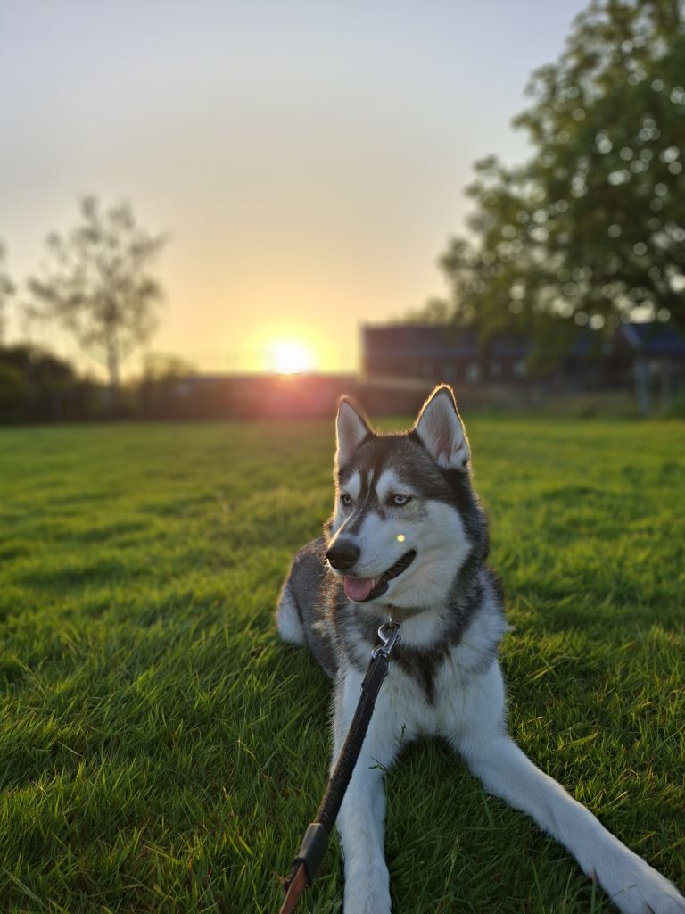 Maisey