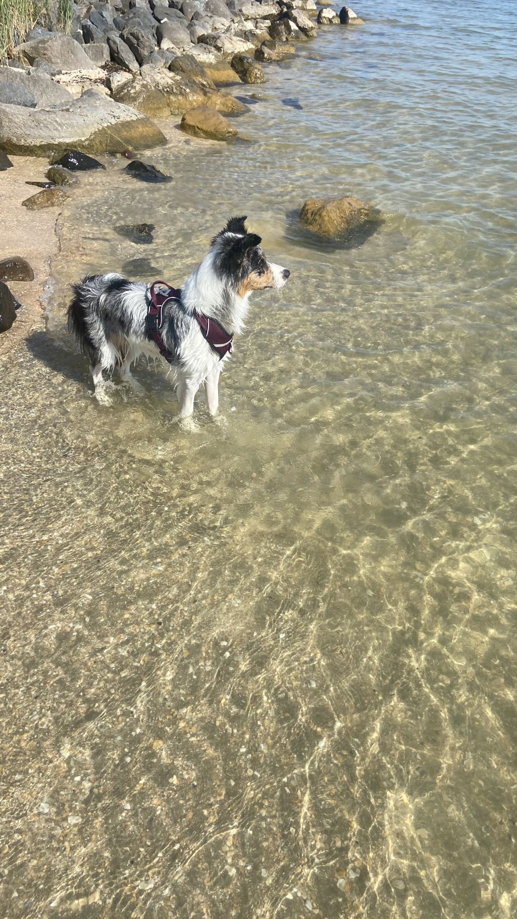 Pip en Tank