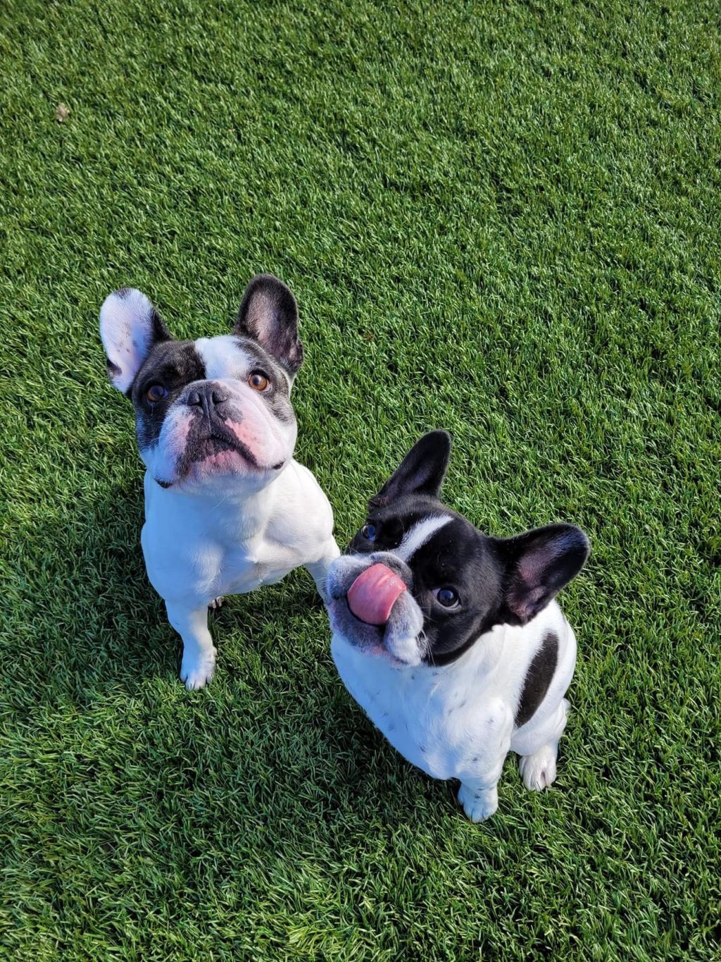 Frenky en Lewis