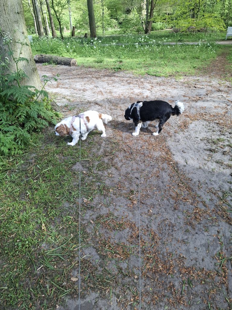 Luuk en lizzie