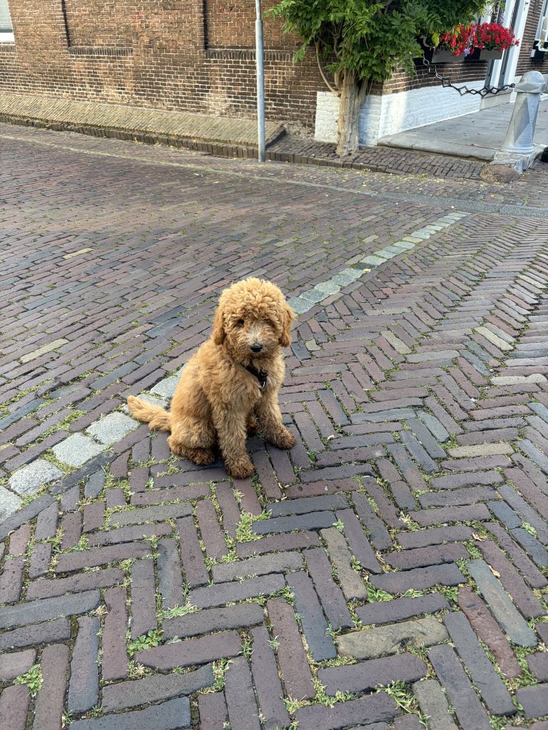Koos