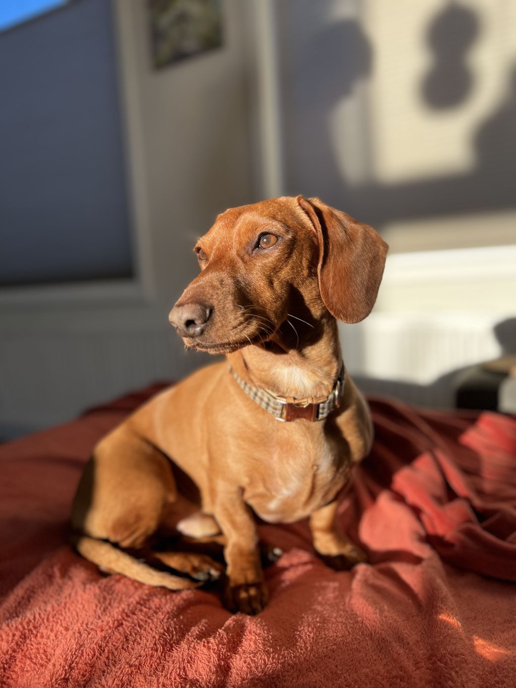 Mowgli