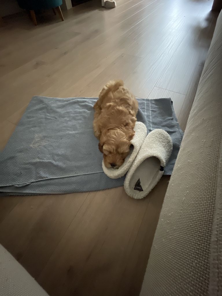 Saartje