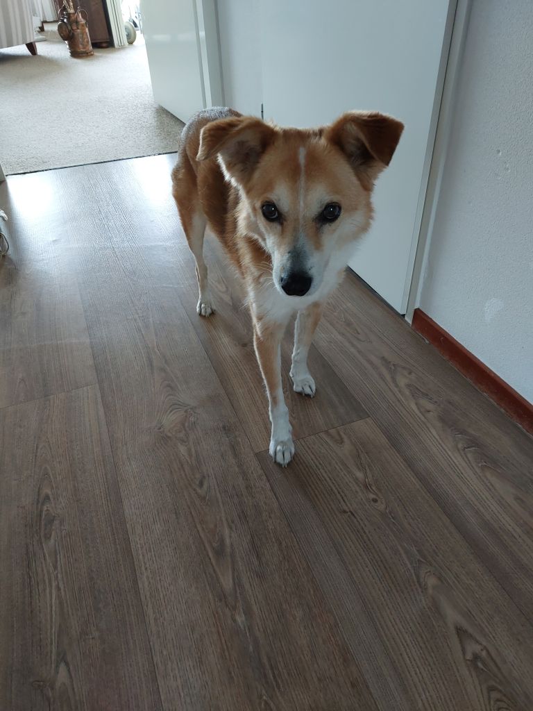 Daci