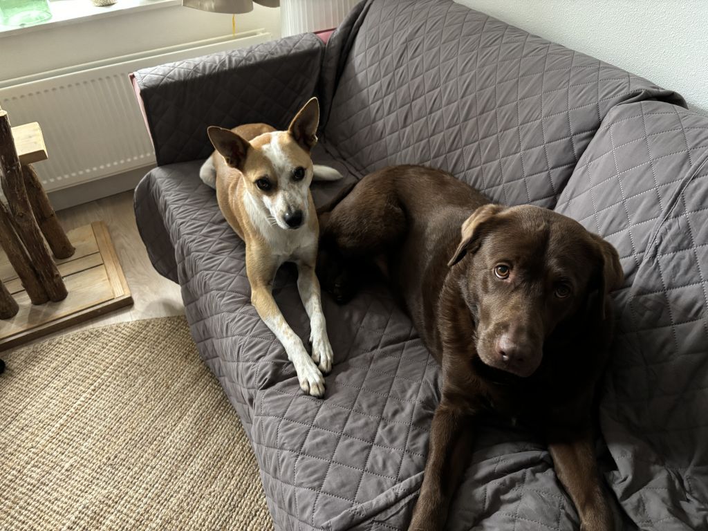 Fox en Maja