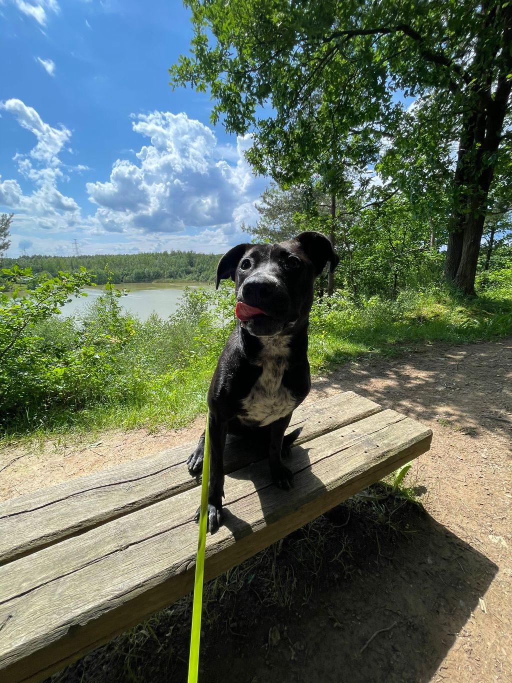 Ayla