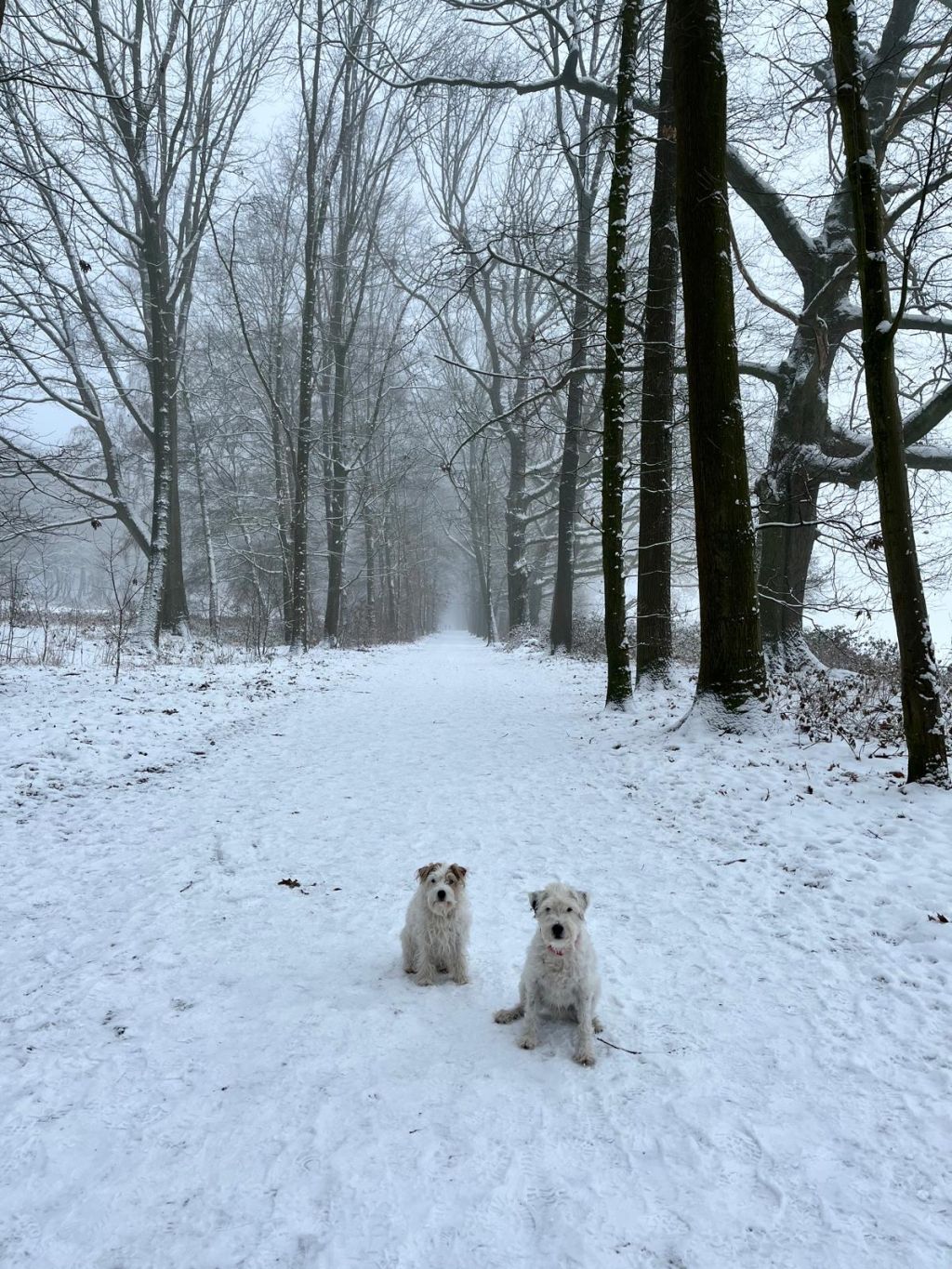 Pip(teefje 13)en Olle(reu11)