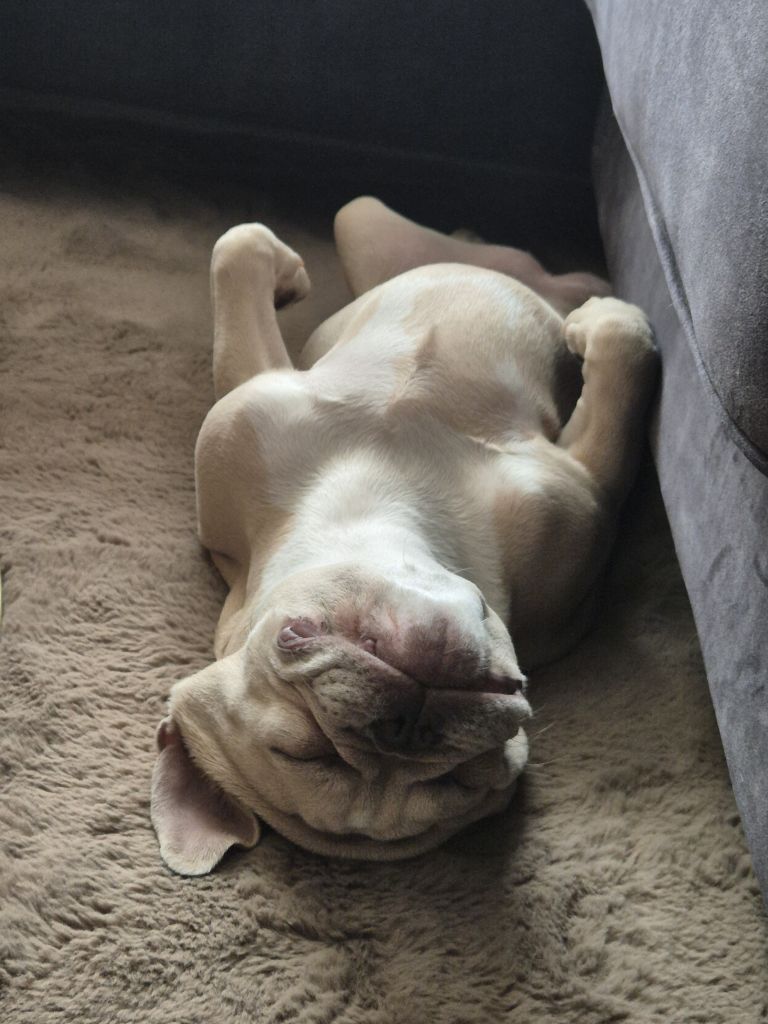Bailey