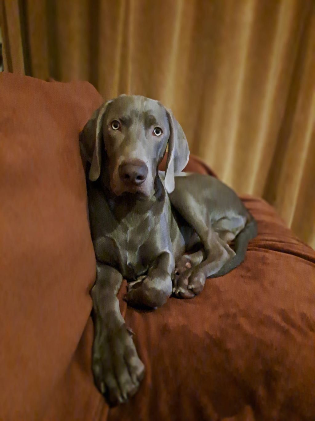 Willem