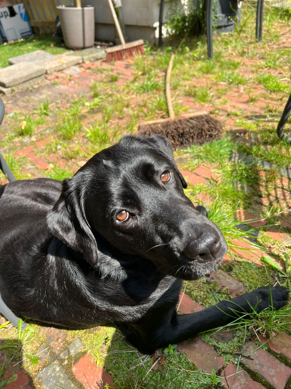 Bella