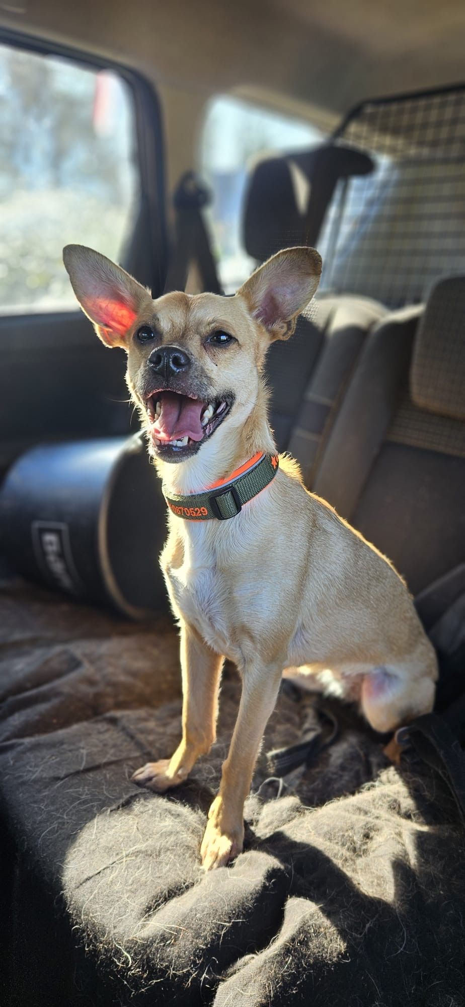 Ziva