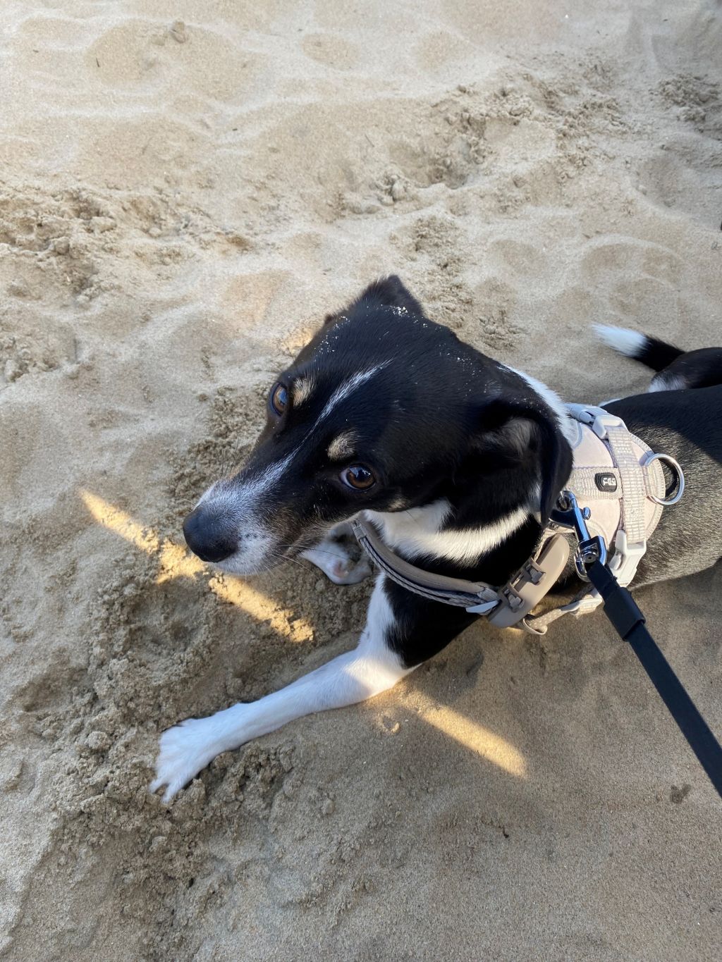 Flynn