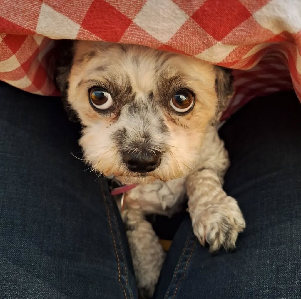 Chica