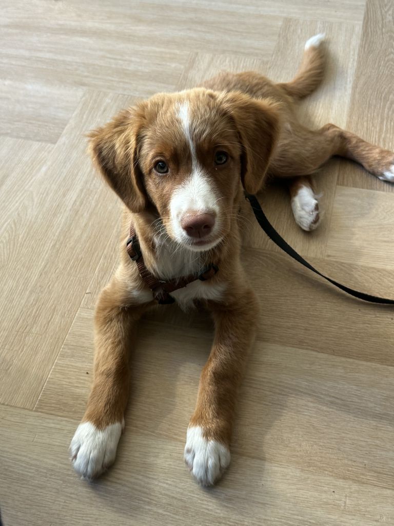 Frenkie