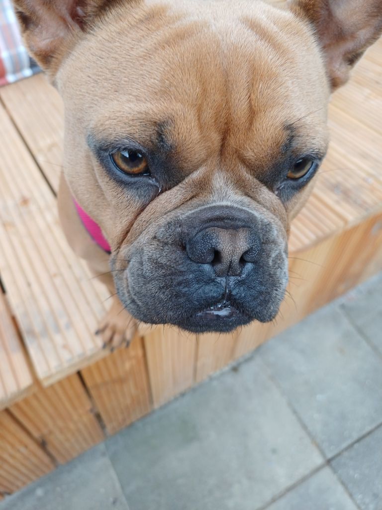 Mowgli