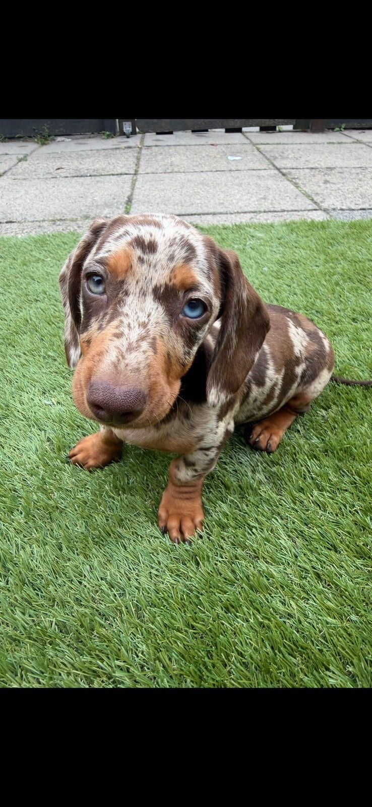 Tillie