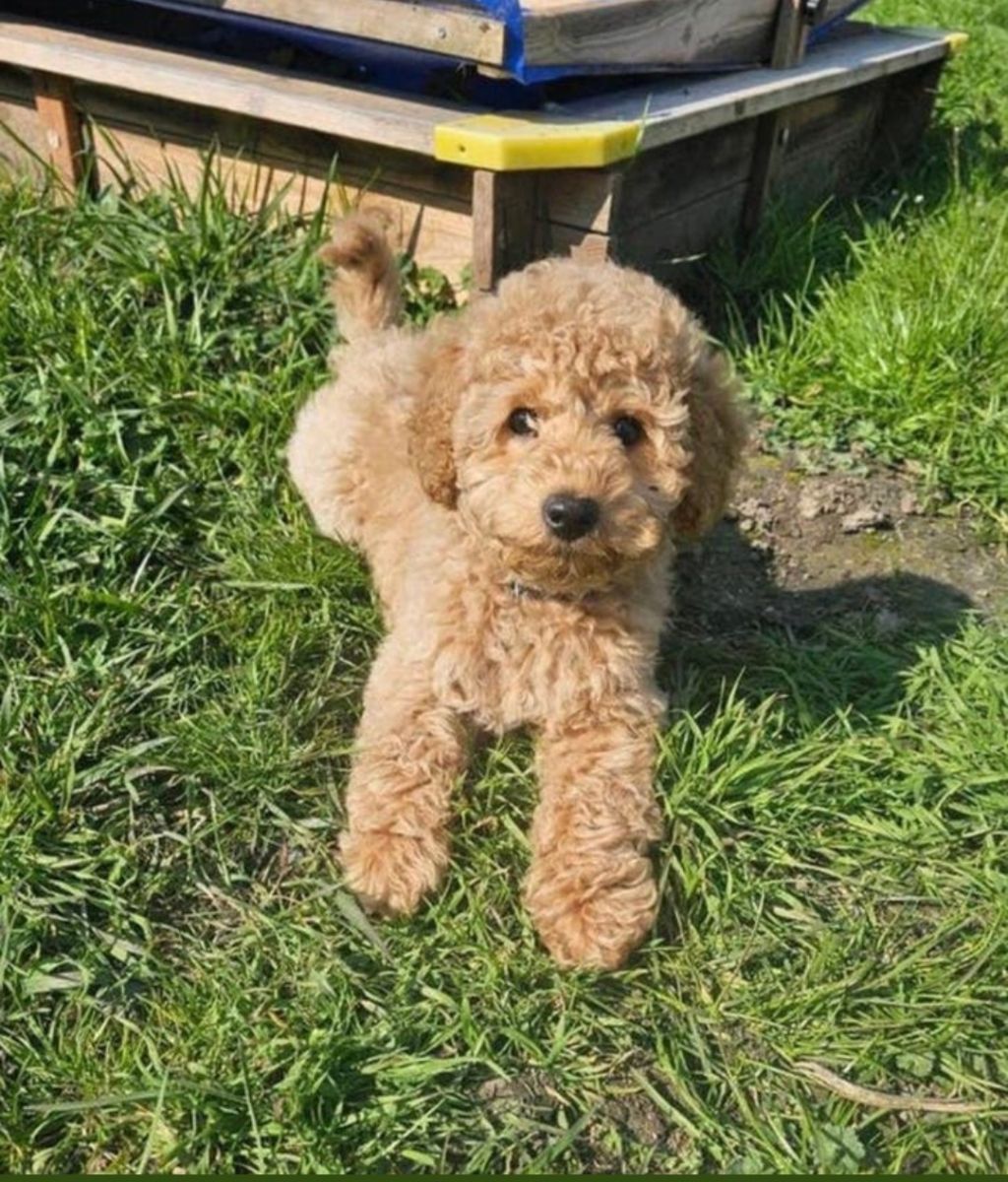 Balou