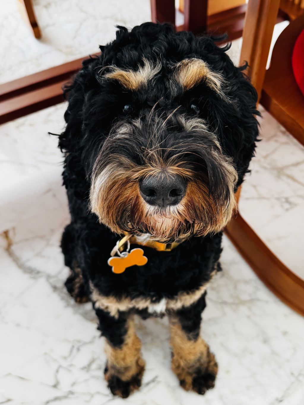 Bo