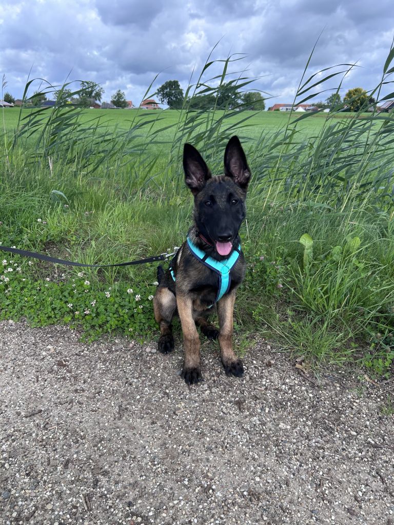 Ziva