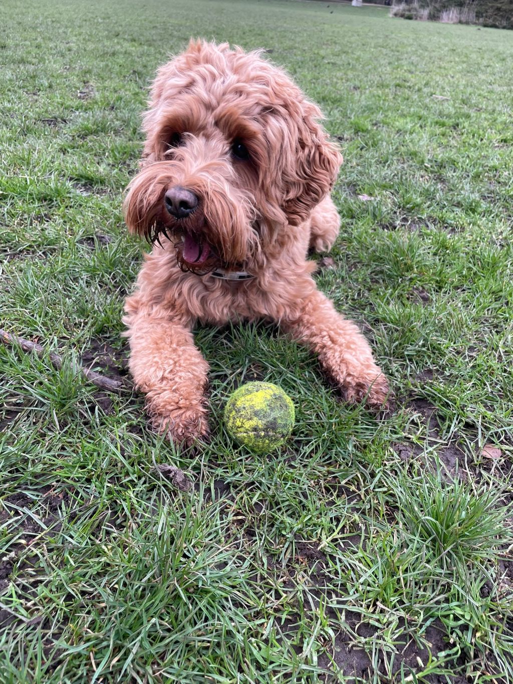 Balou