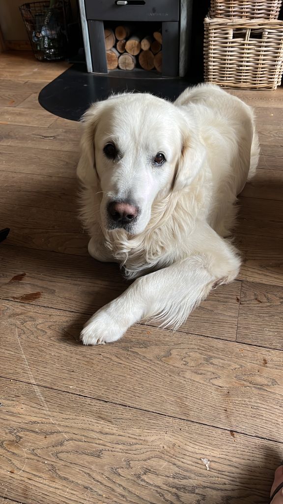 Frenkie