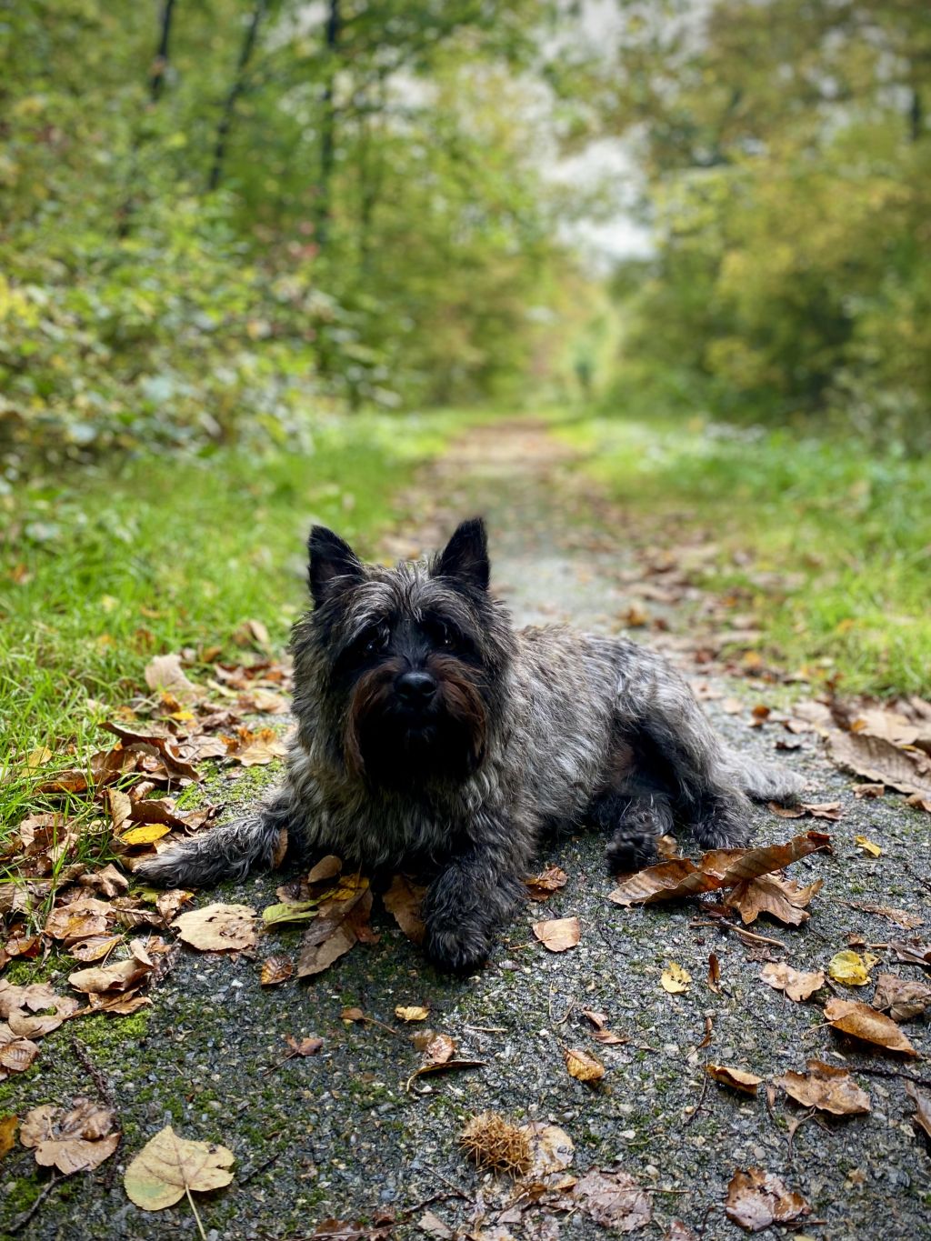 Archie