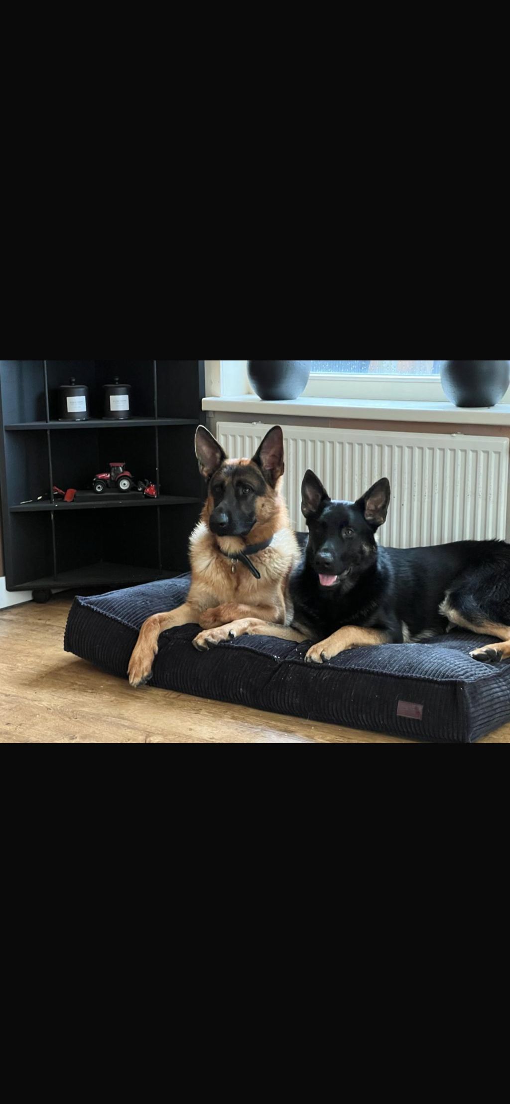 Nozem is 4 en mexx is 3 jaar