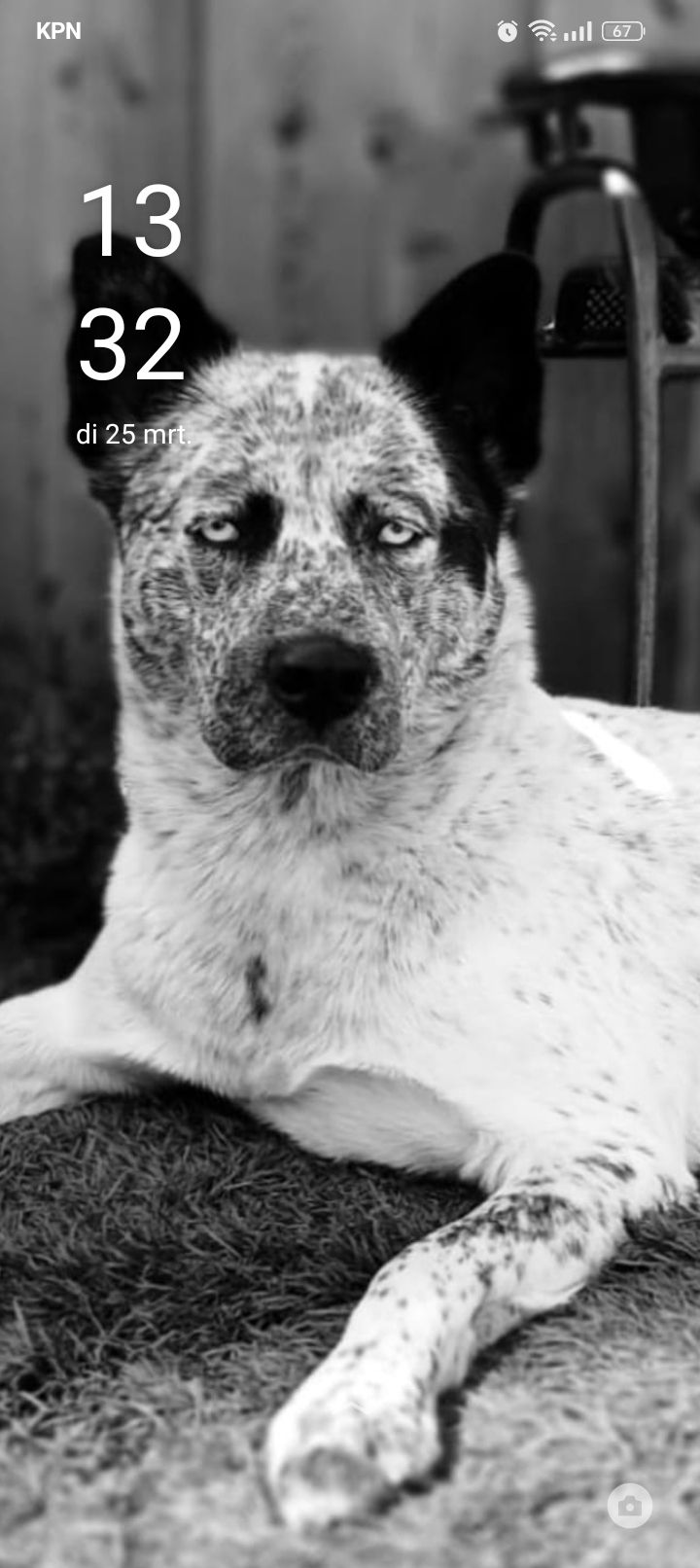 Wolfie