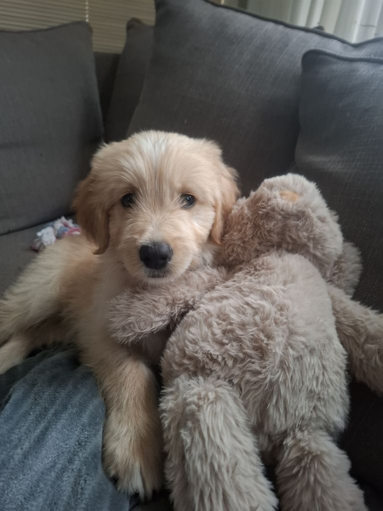 Pip
