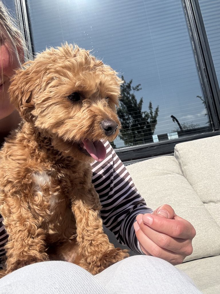 Buddy