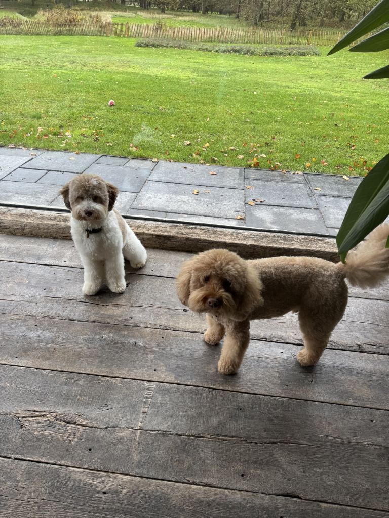 Joe en Bono