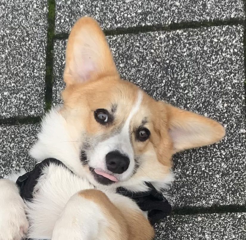 Sammie