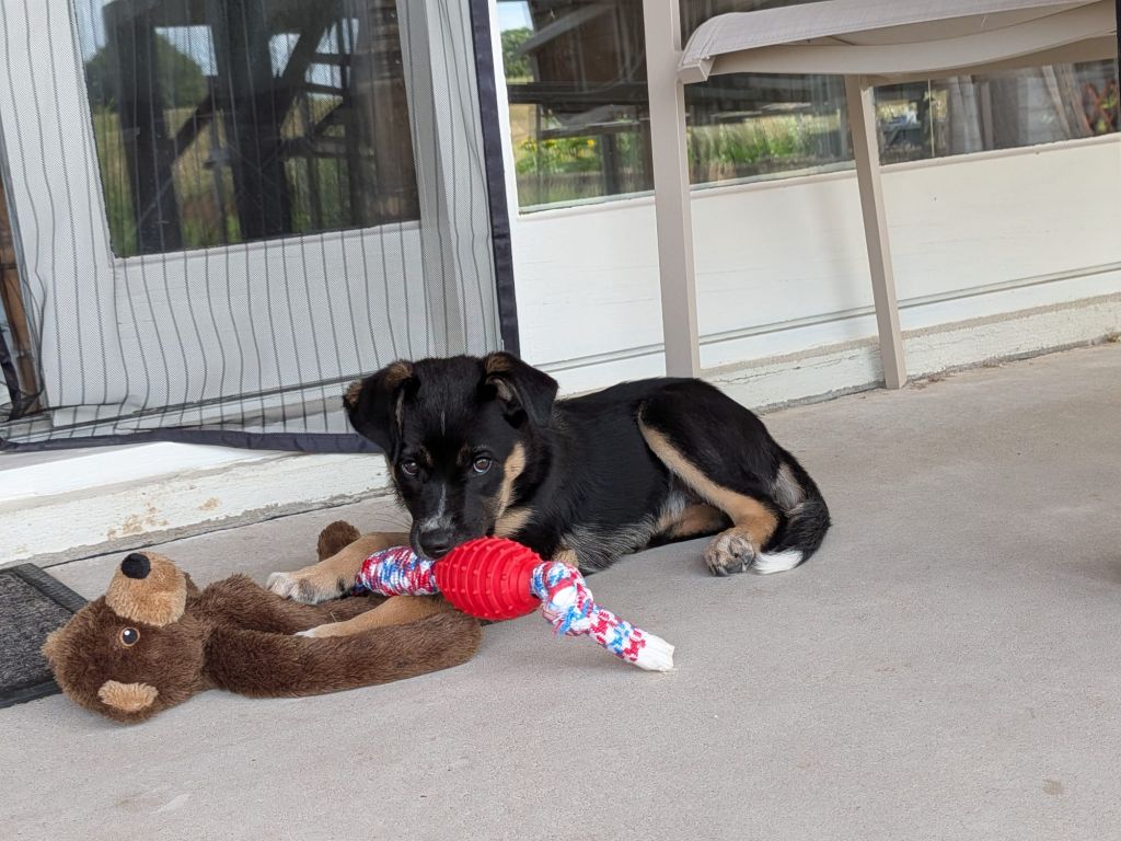 Nova